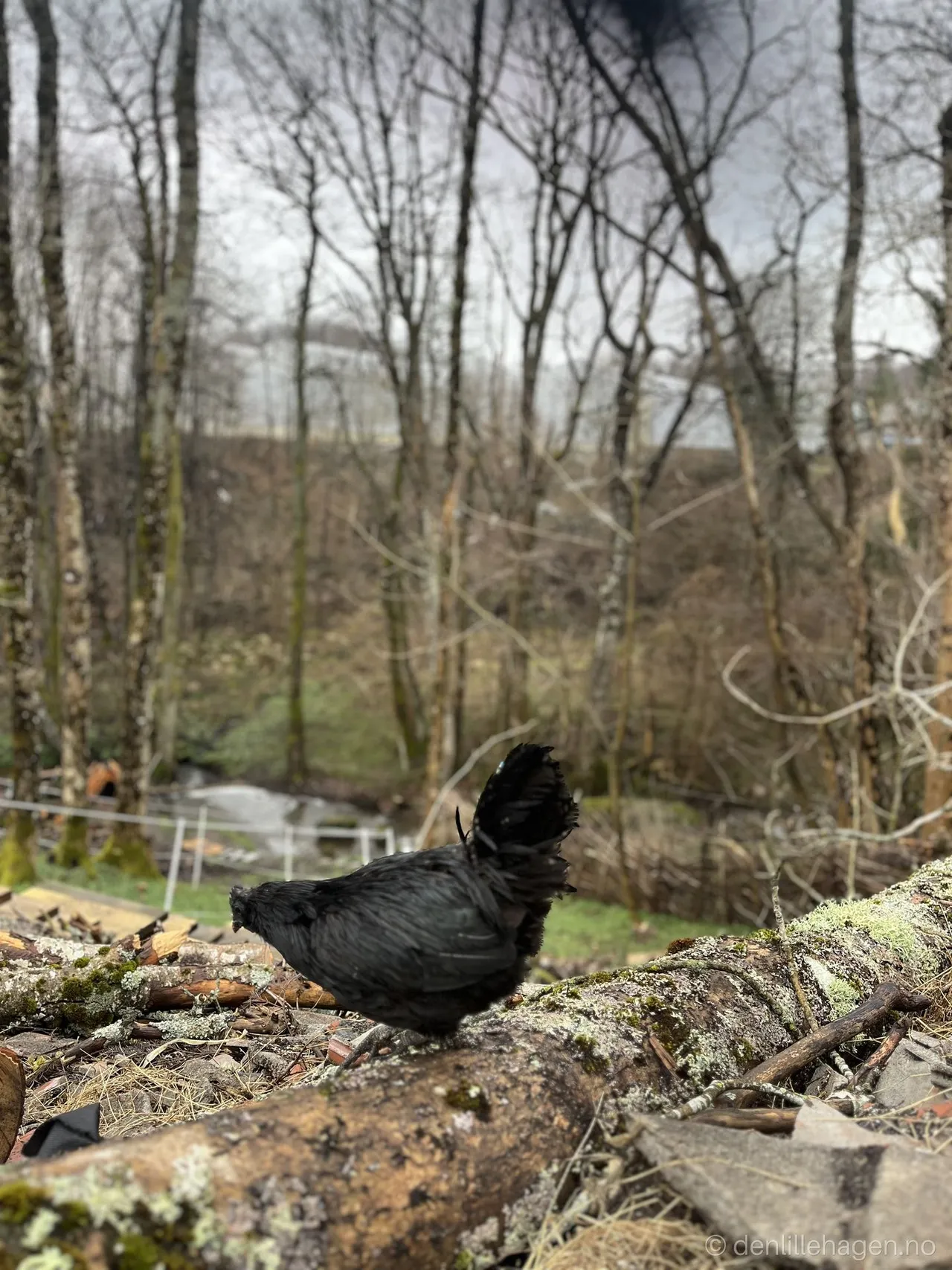 Fresh eggs in Grimstad – why choose local