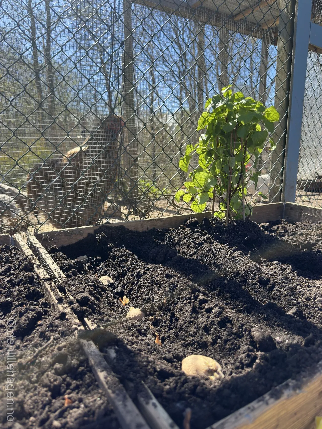 Potetene er satt i jorda hos Den Lille Hagen