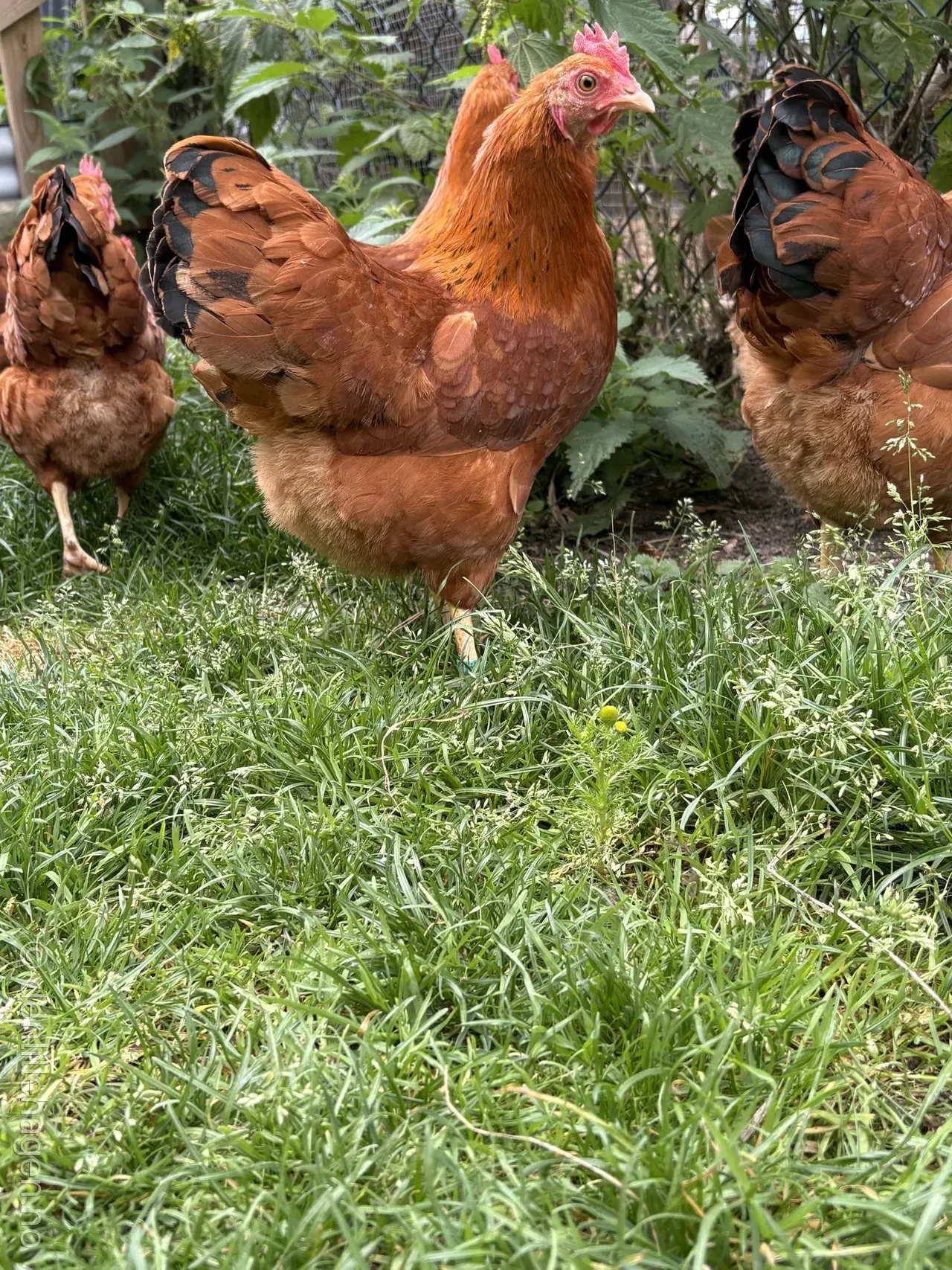 🐔 Dverg New Hampshire – liten høne med god egglegging