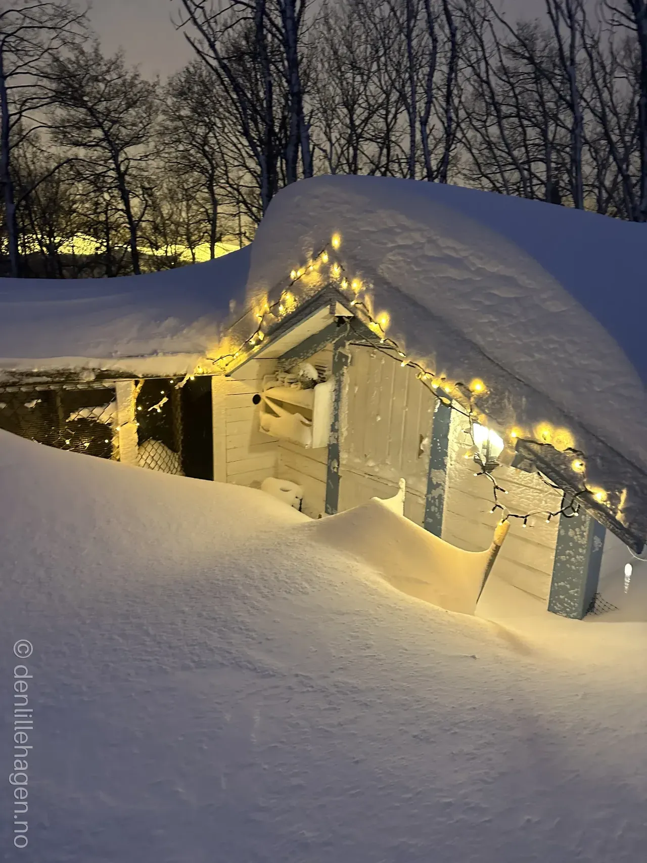 Keeping Chickens, Quail and Ducks in Winter – Cold Weather Care Guide