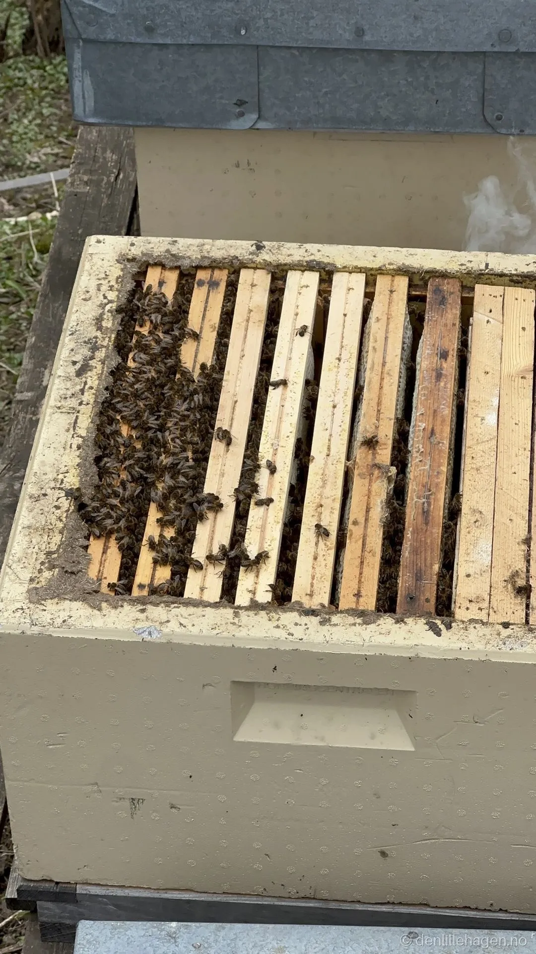 Gjør hagen villere – hjelp bier, humler og sommerfugler 🐝🌼