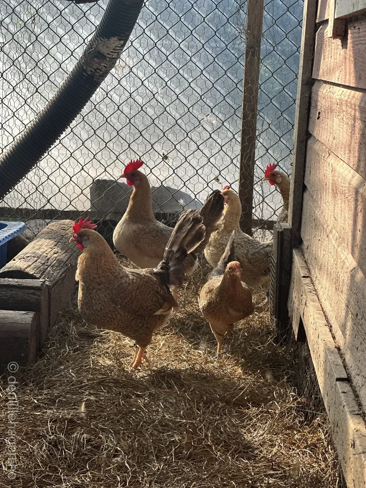Den Lille Hagen har blitt medlem i Agder Rasefjørfeklubb 🐔
