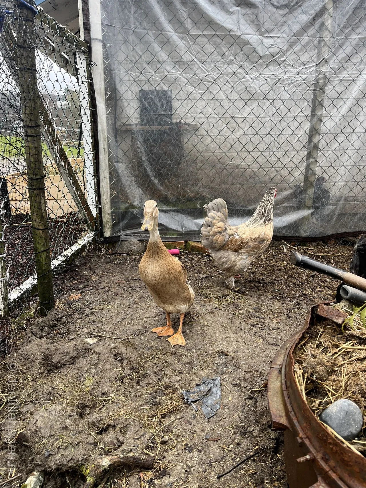 Ducks' autumn molting: How to get the finest plumage before winter