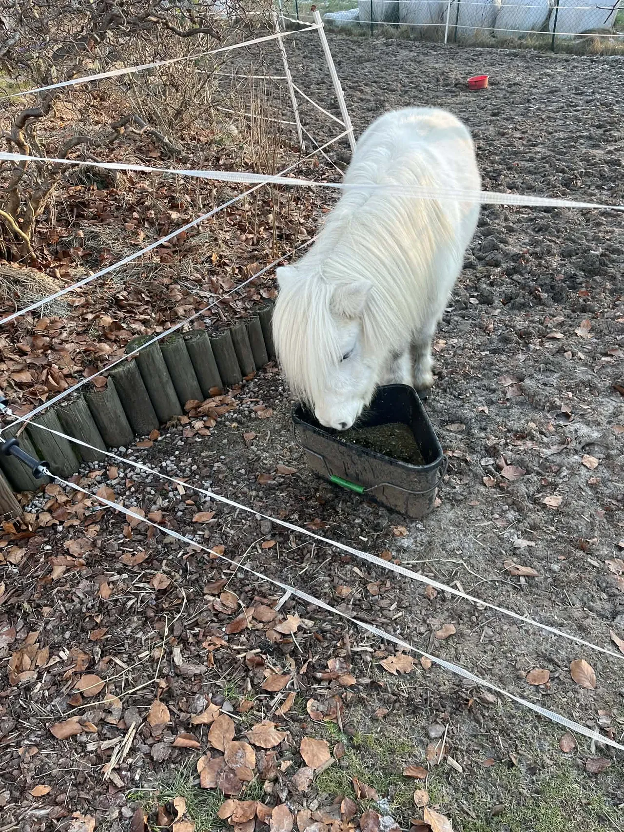 Horses' Fall Care: Coat, Hooves and Parasite Control