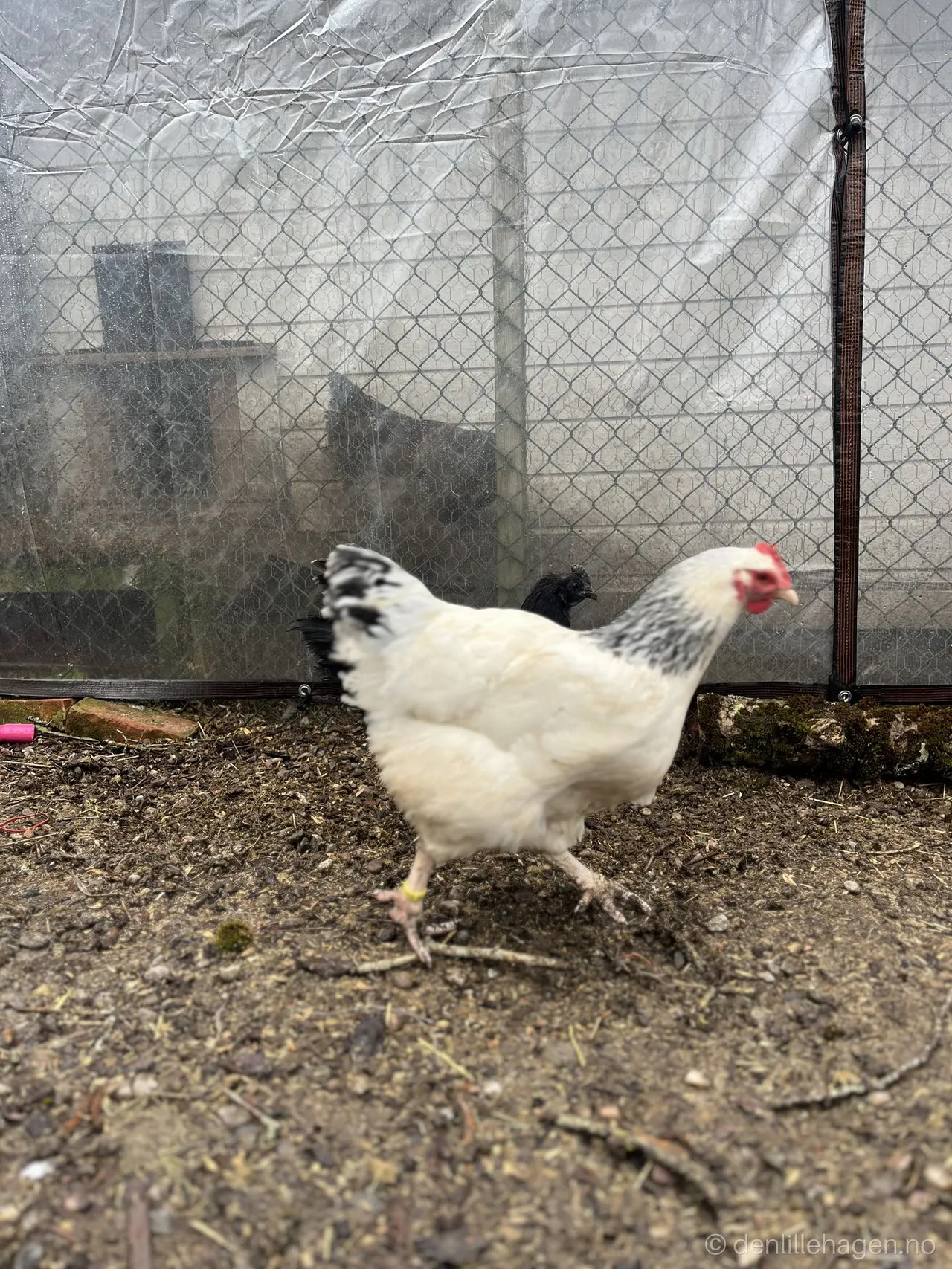 From Henhouse to Kitchen: How to Use Autumn's Fresh Eggs