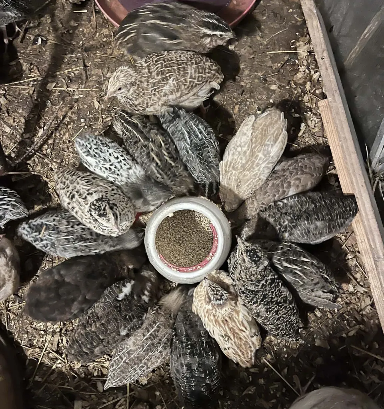 Quail Eggs as an Autumn Gift: Increased Production When Days Get Shorter