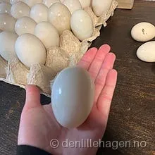 Andeegg 🦆 mat-egg 🥚6 stk 45kr🦆