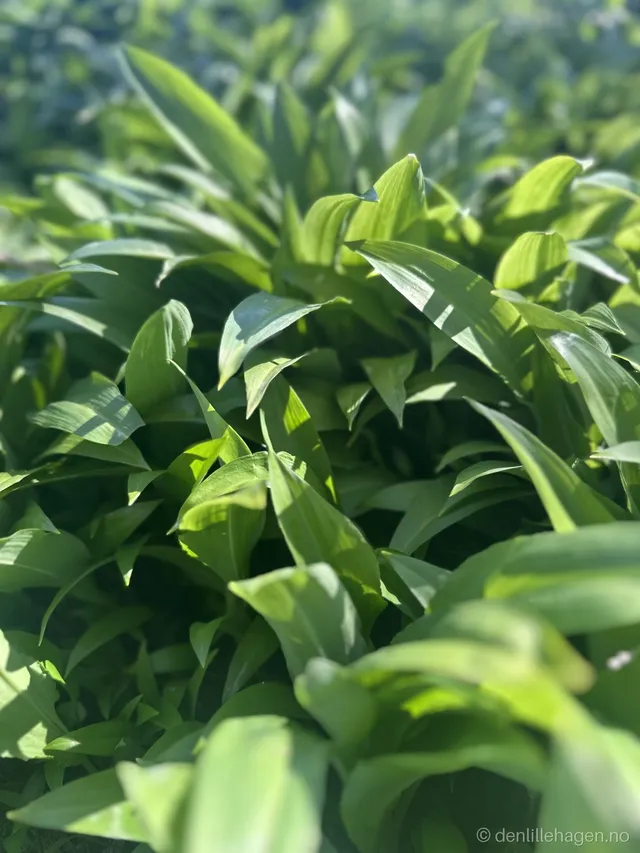Wild Garlic – Spring's Green Taste from Nature