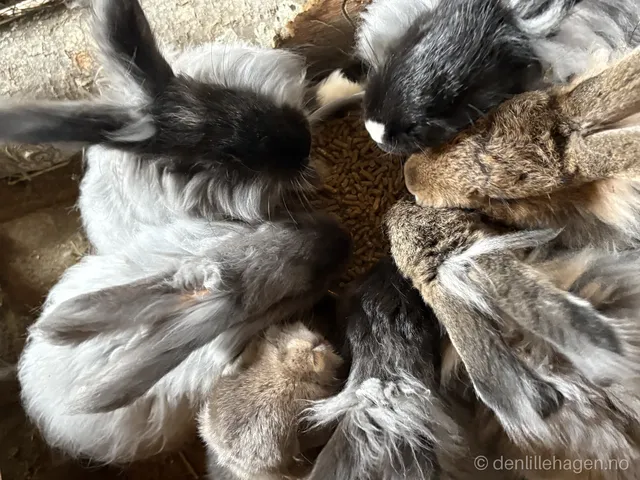 🐰 Angorakaniner hos oss – ull, stell og kaniner