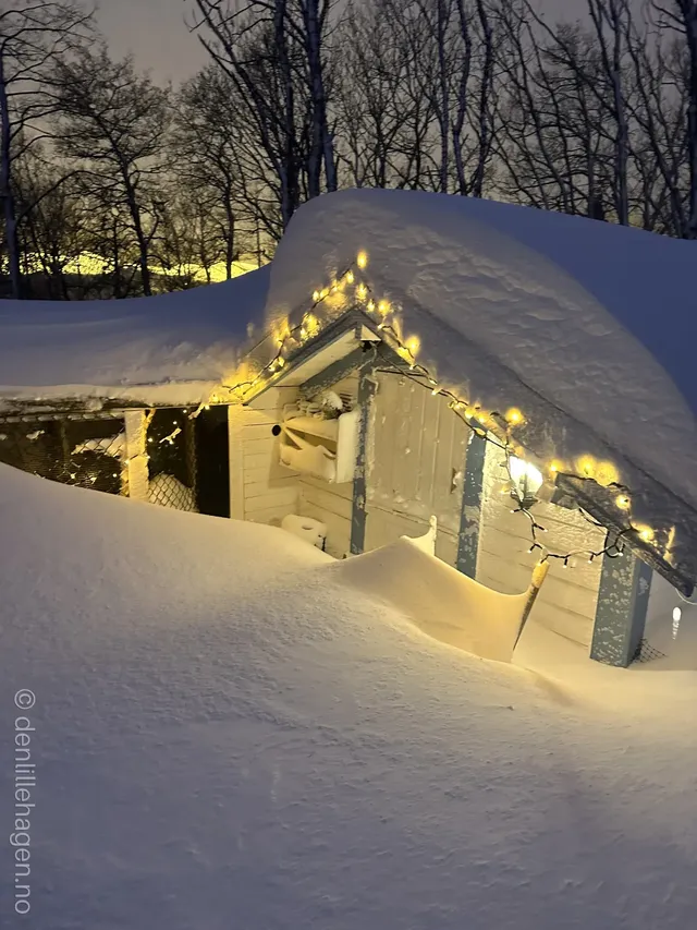 Keeping Chickens, Quail and Ducks in Winter – Cold Weather Care Guide