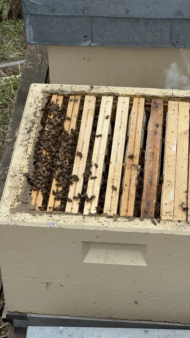 Gjør hagen villere – hjelp bier, humler og sommerfugler 🐝🌼