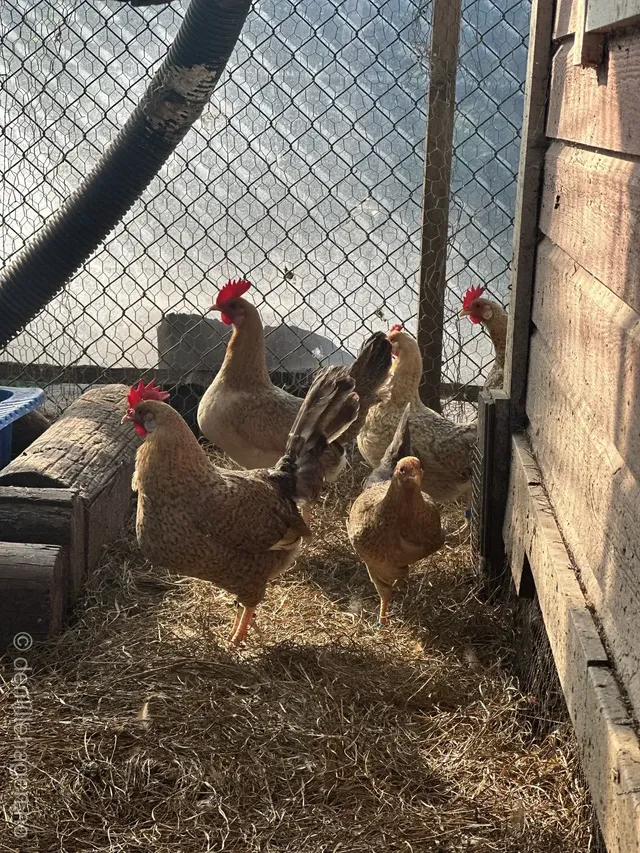 Den Lille Hagen har blitt medlem i Agder Rasefjørfeklubb 🐔