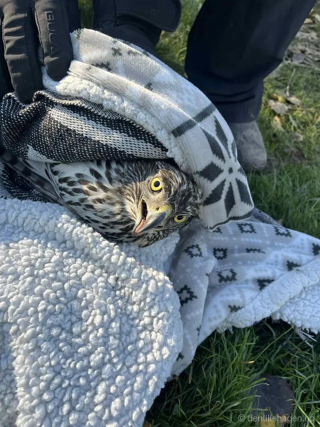🦅 Unexpected Visit – Goshawk in the Garden