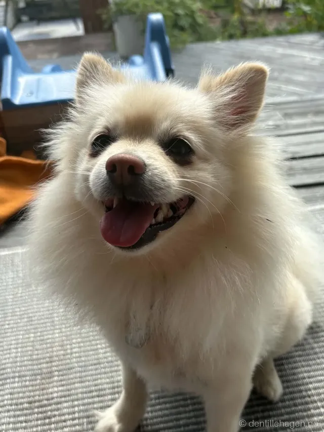 Hund