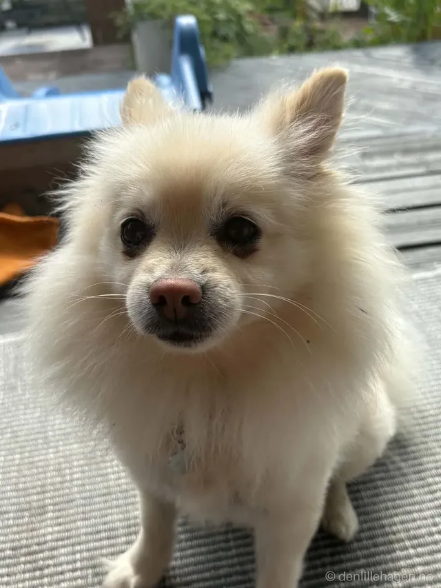 Hund