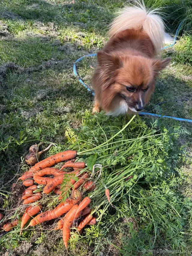 Hund