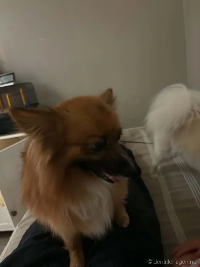 Hund
