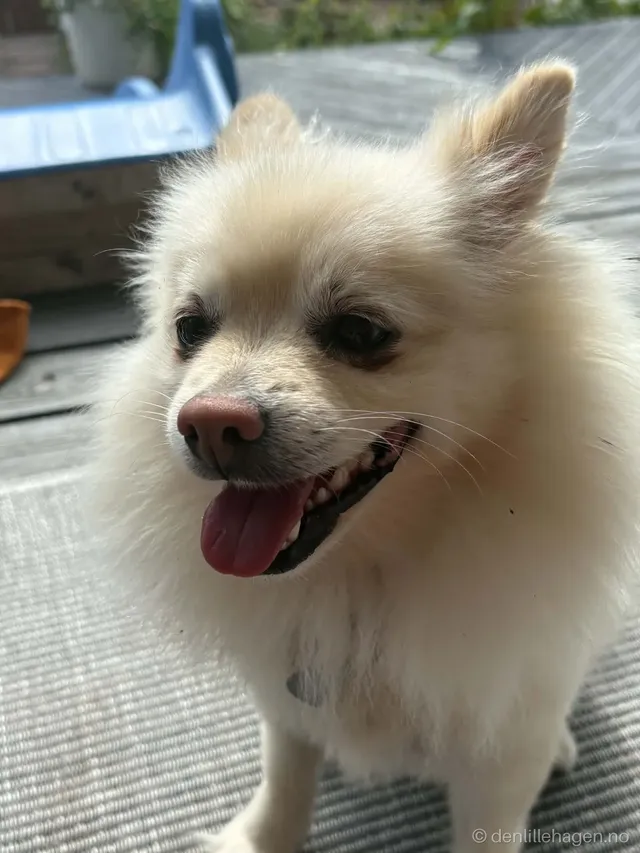 Hund