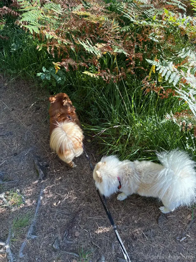 Hund