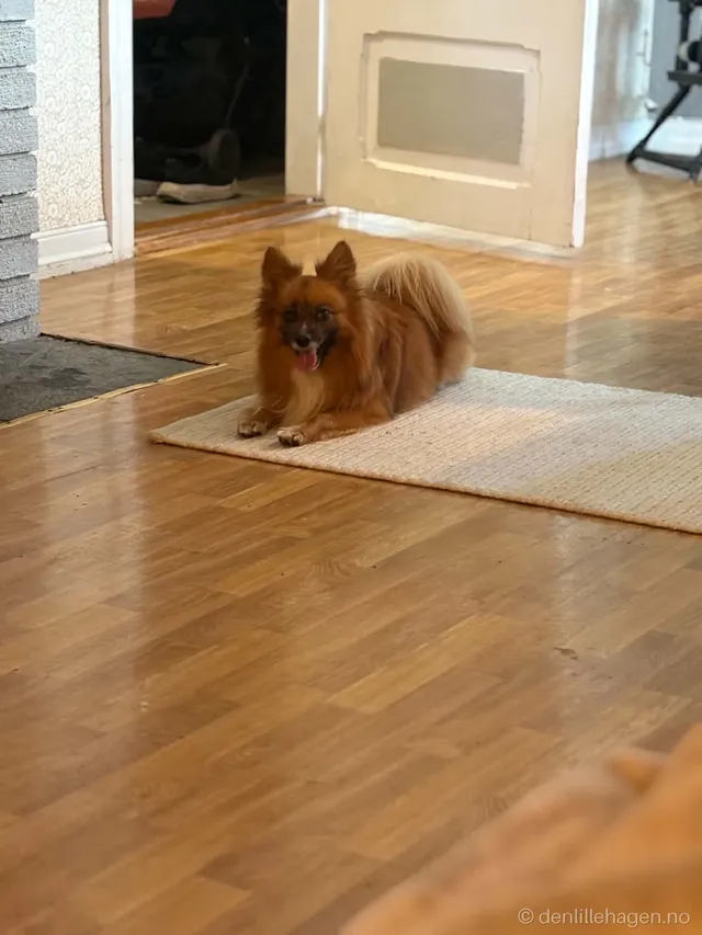 Hund