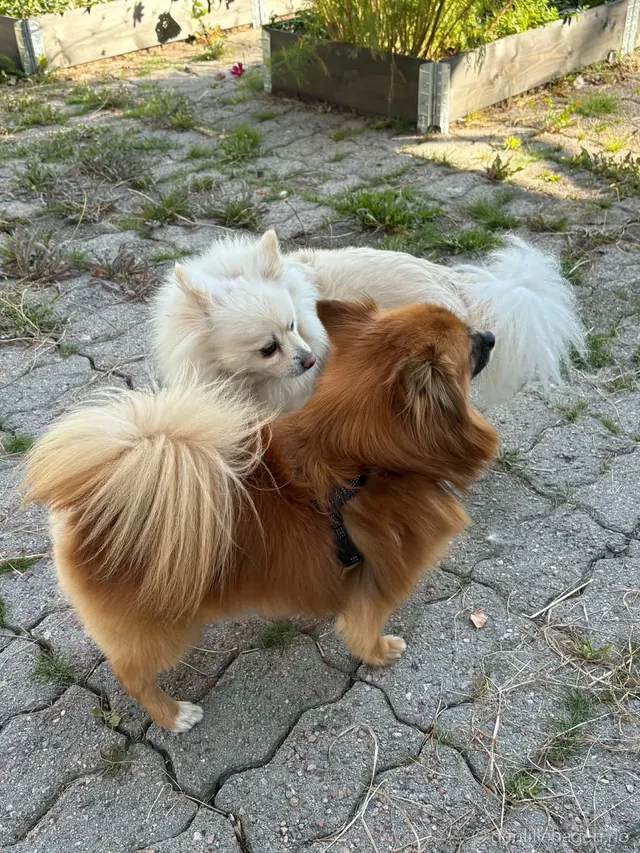 Hund