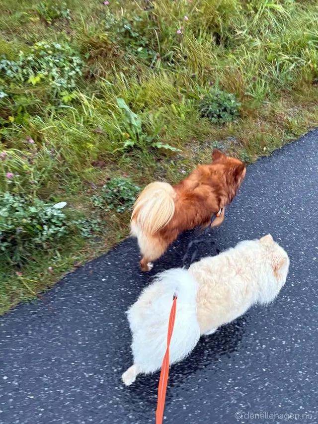 Hund