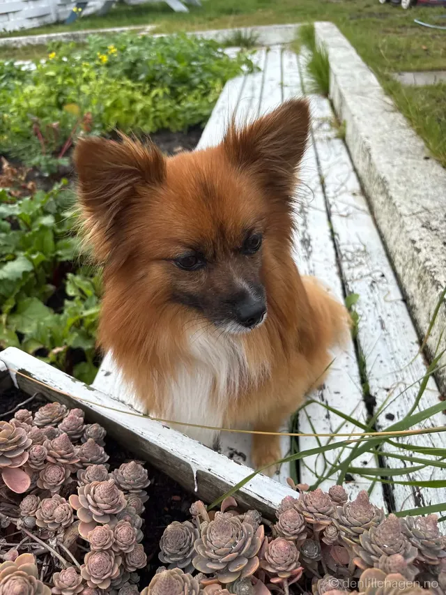 Hund