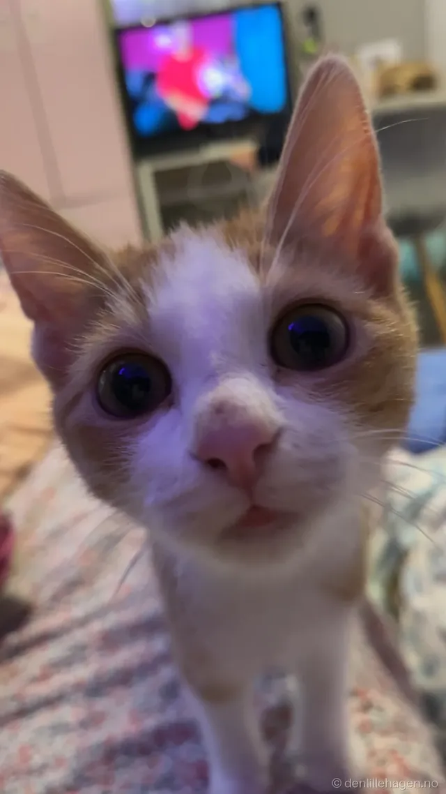 Katt