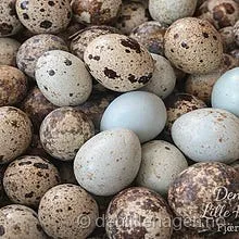 Vaktel-mategg🪺🥚12egg-40kr🐦 ⬛🌸