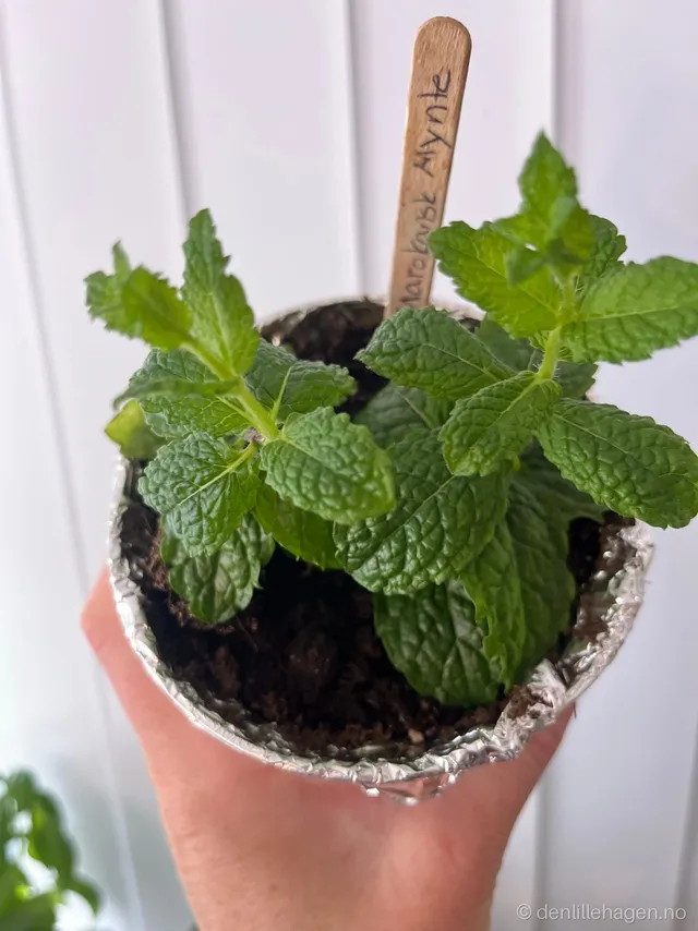 Marokkansk mynte fra denlillehagen 🌸🌿