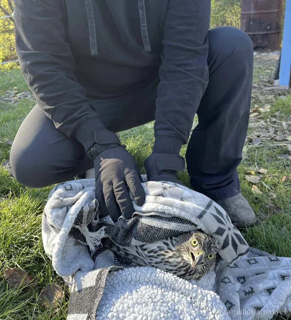 A person wearing gloves gently holds a goshawk wrapped in a towel on the grass.