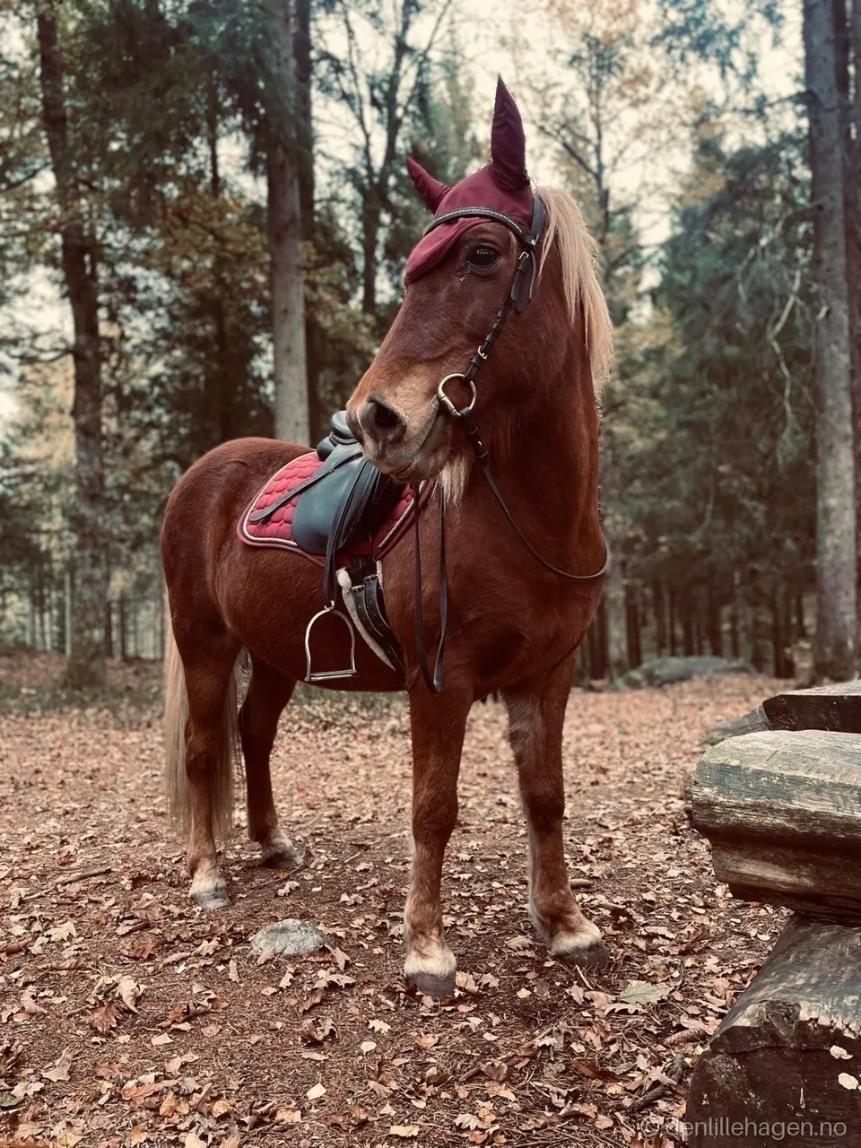 Brun hest med sal, hodelag og rød ørehette står i skogen.