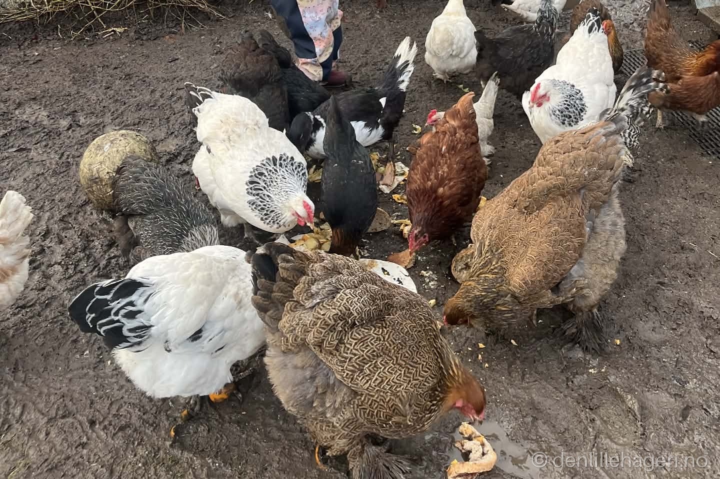 Top 10 ting som er bra med høner