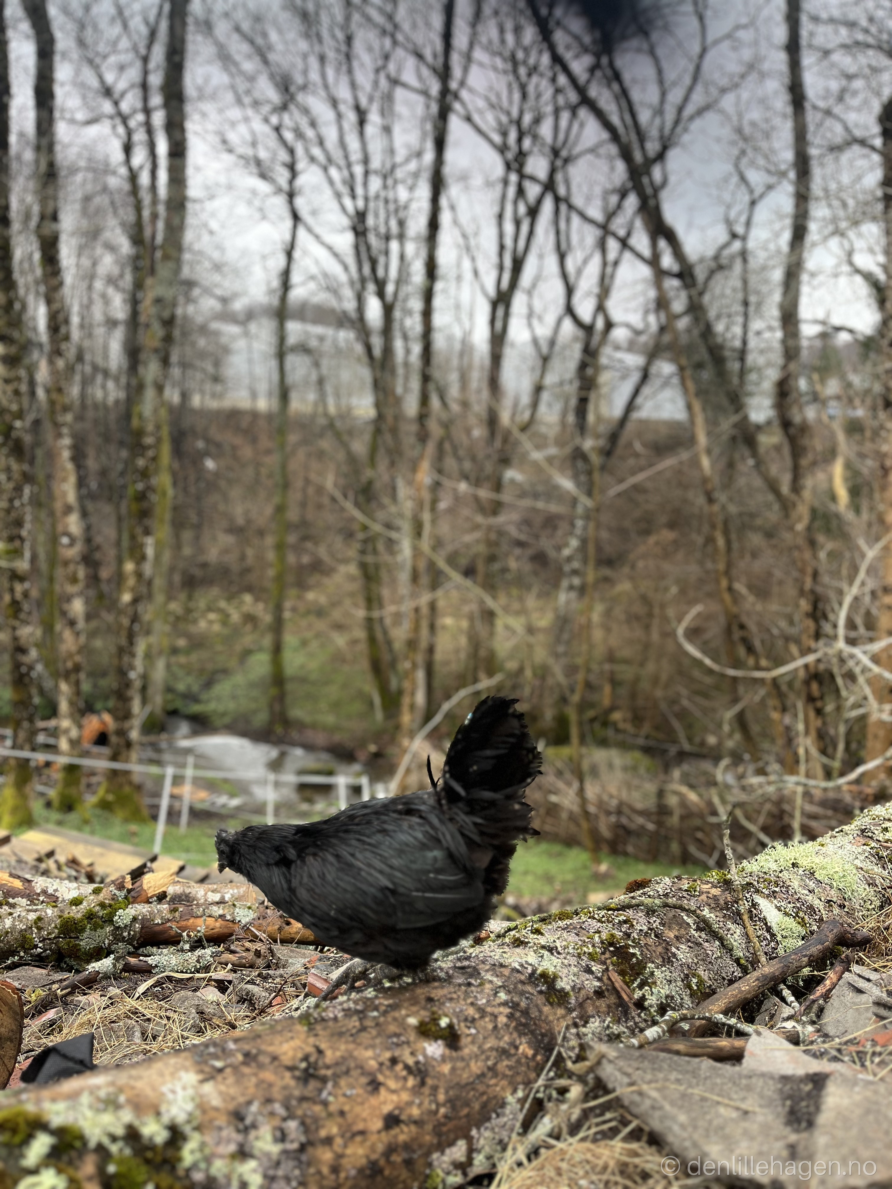 Ferske egg i Grimstad – derfor velge lokalt