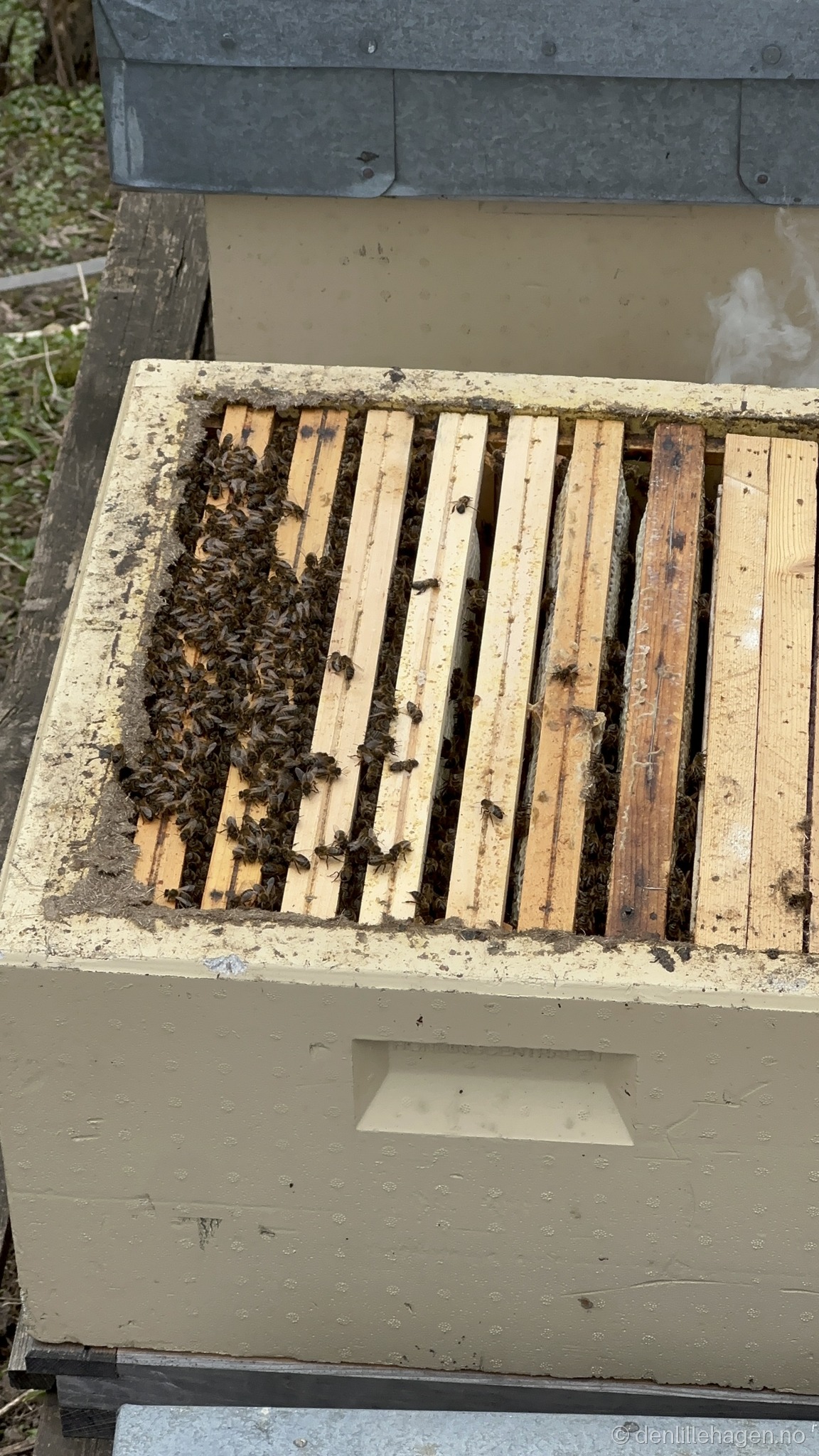 Gjør hagen villere – hjelp bier, humler og sommerfugler 🐝🌼