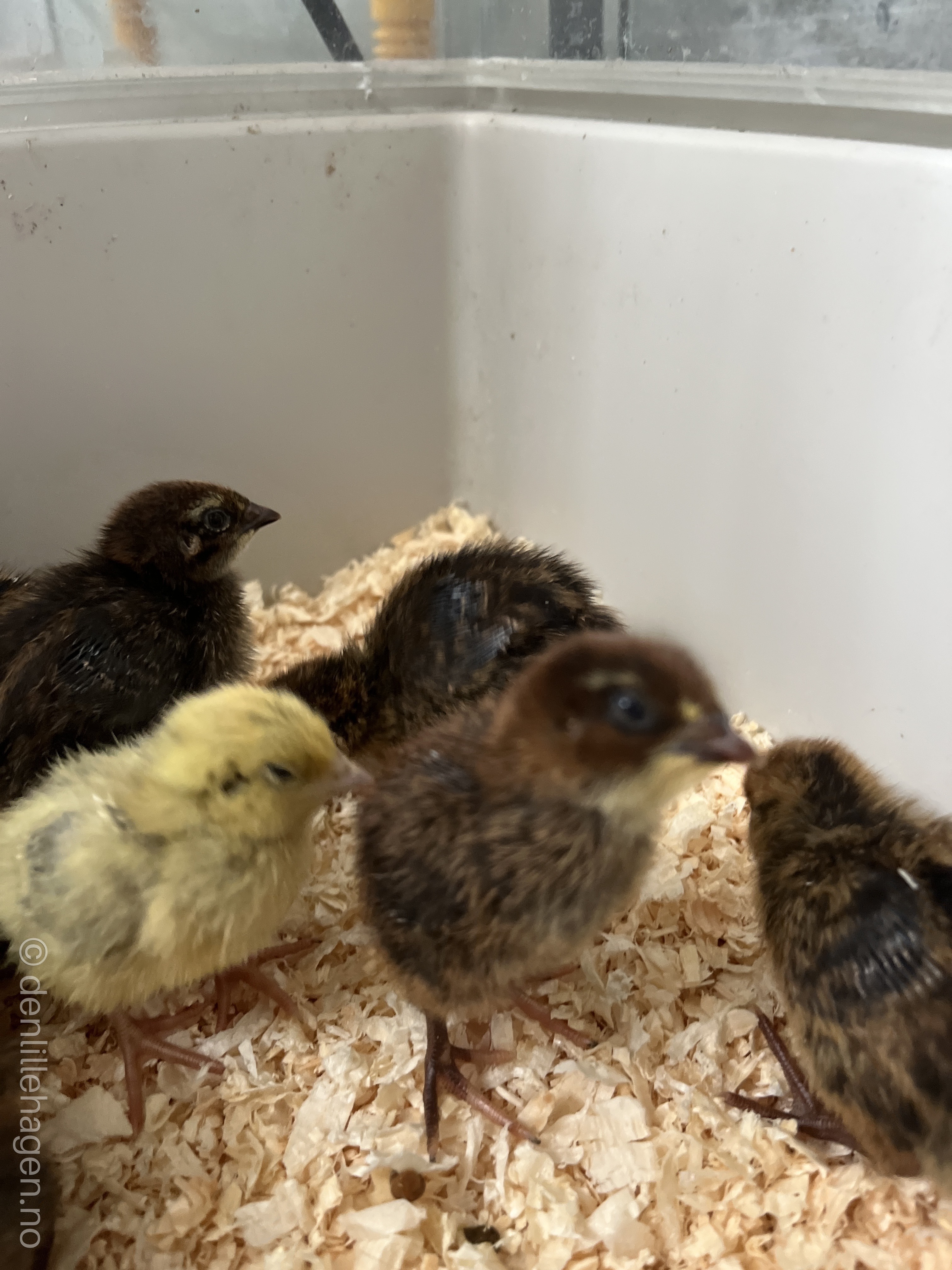 Vaktel kyllinger 🪶🐦‍⬛