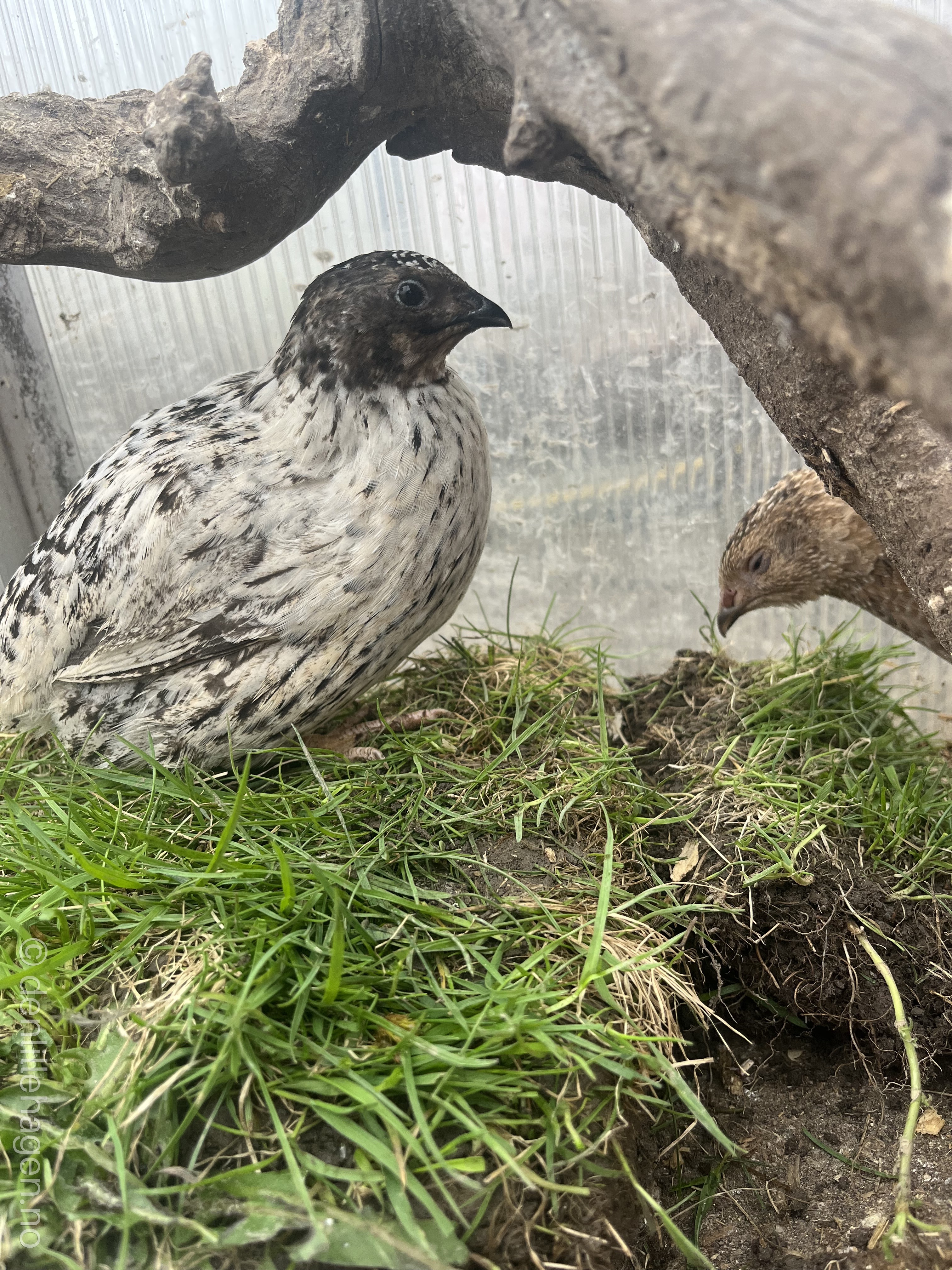 Vaktler = lite plass + masse egg + mye glede 🐥🥚