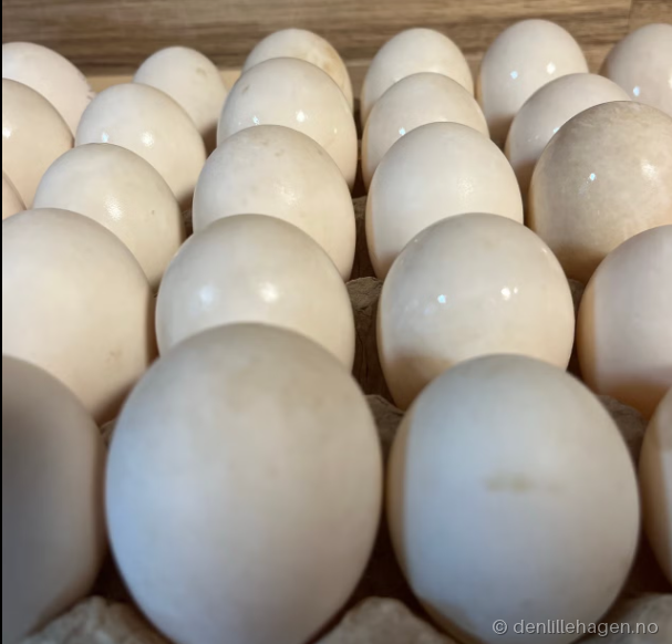 Kjøpe egg i Grimstad – ferske egg fra Den Lille Hagen