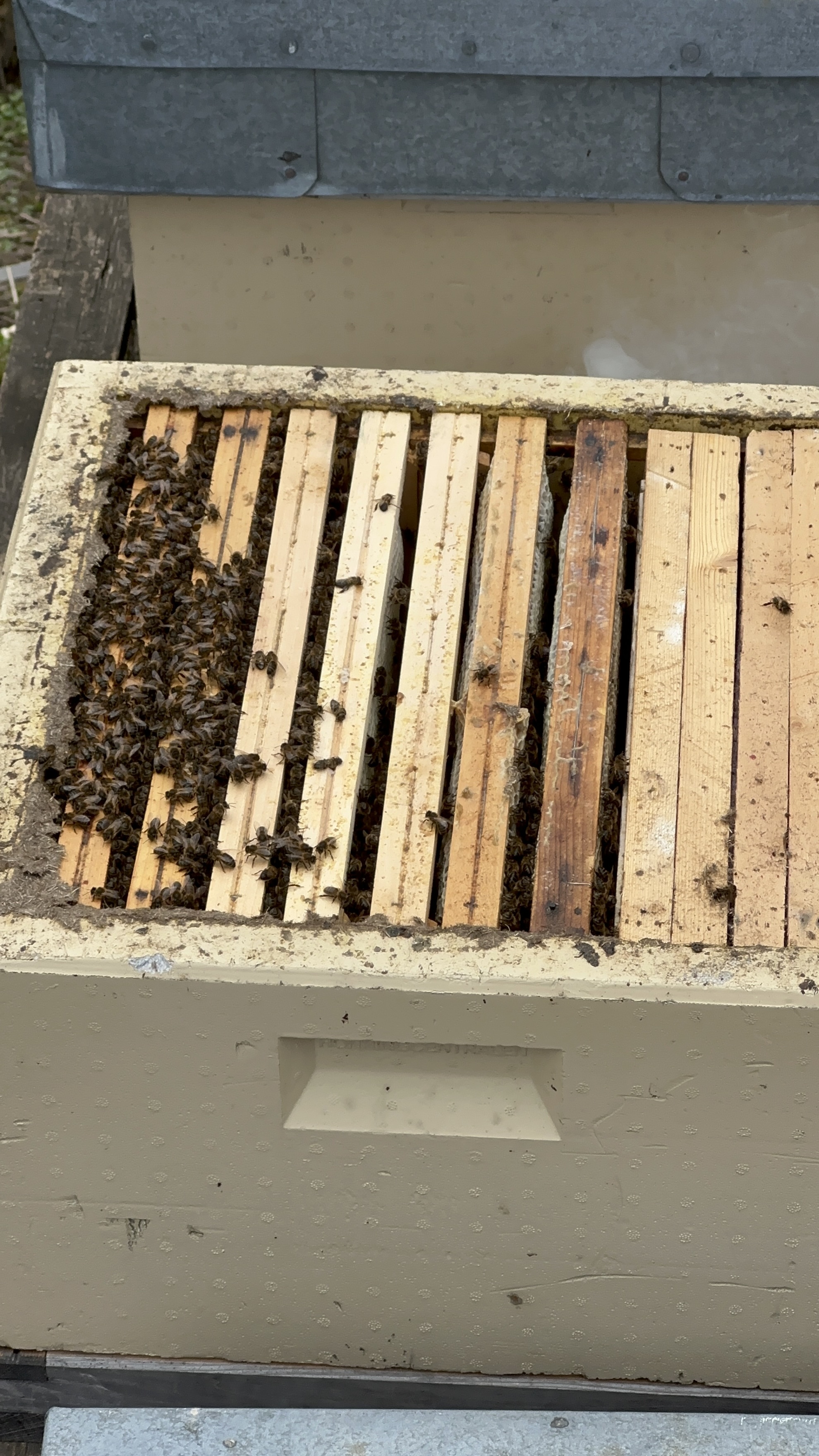 Kasper sjekker biene