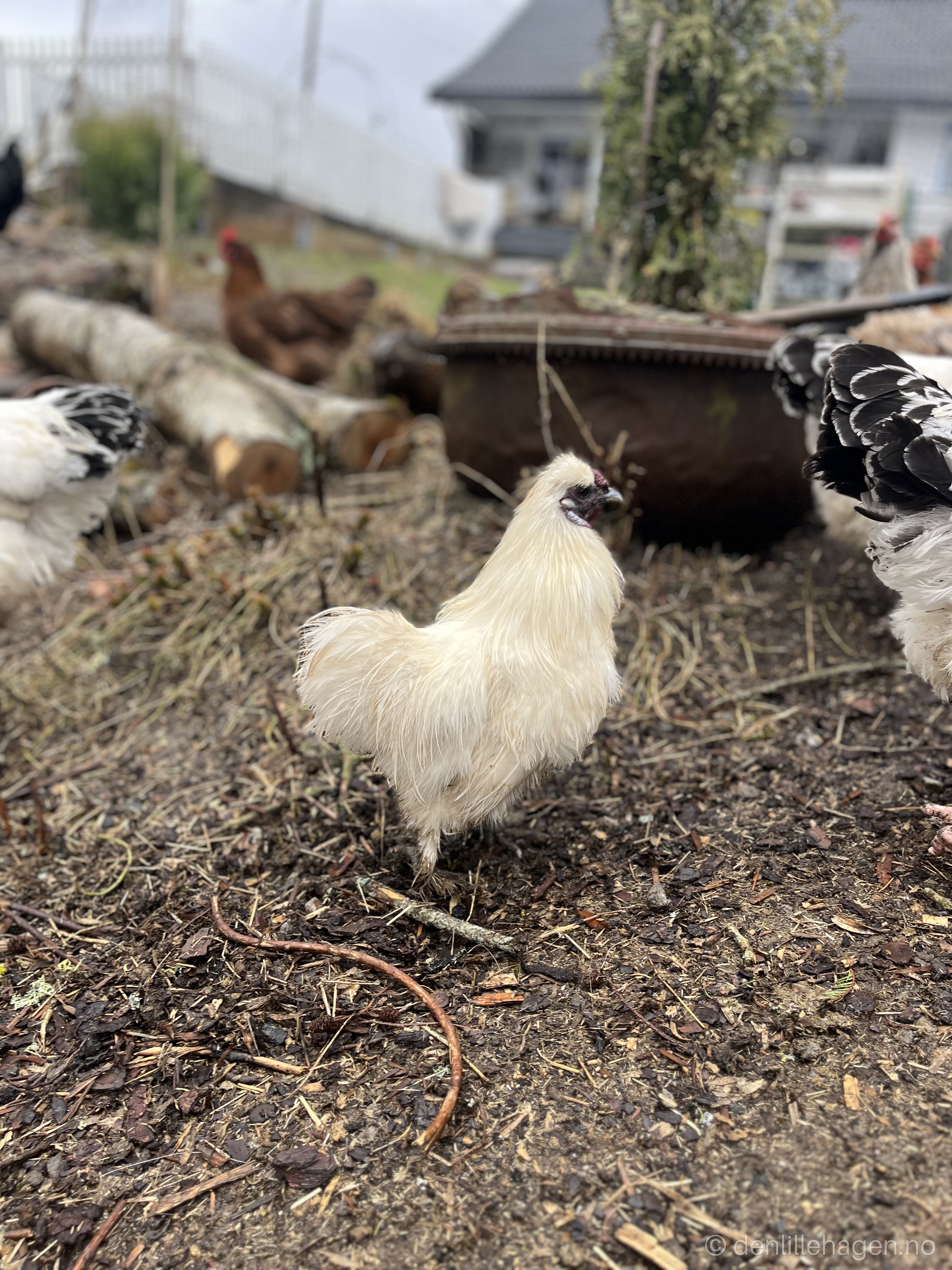 Høner ute på tur