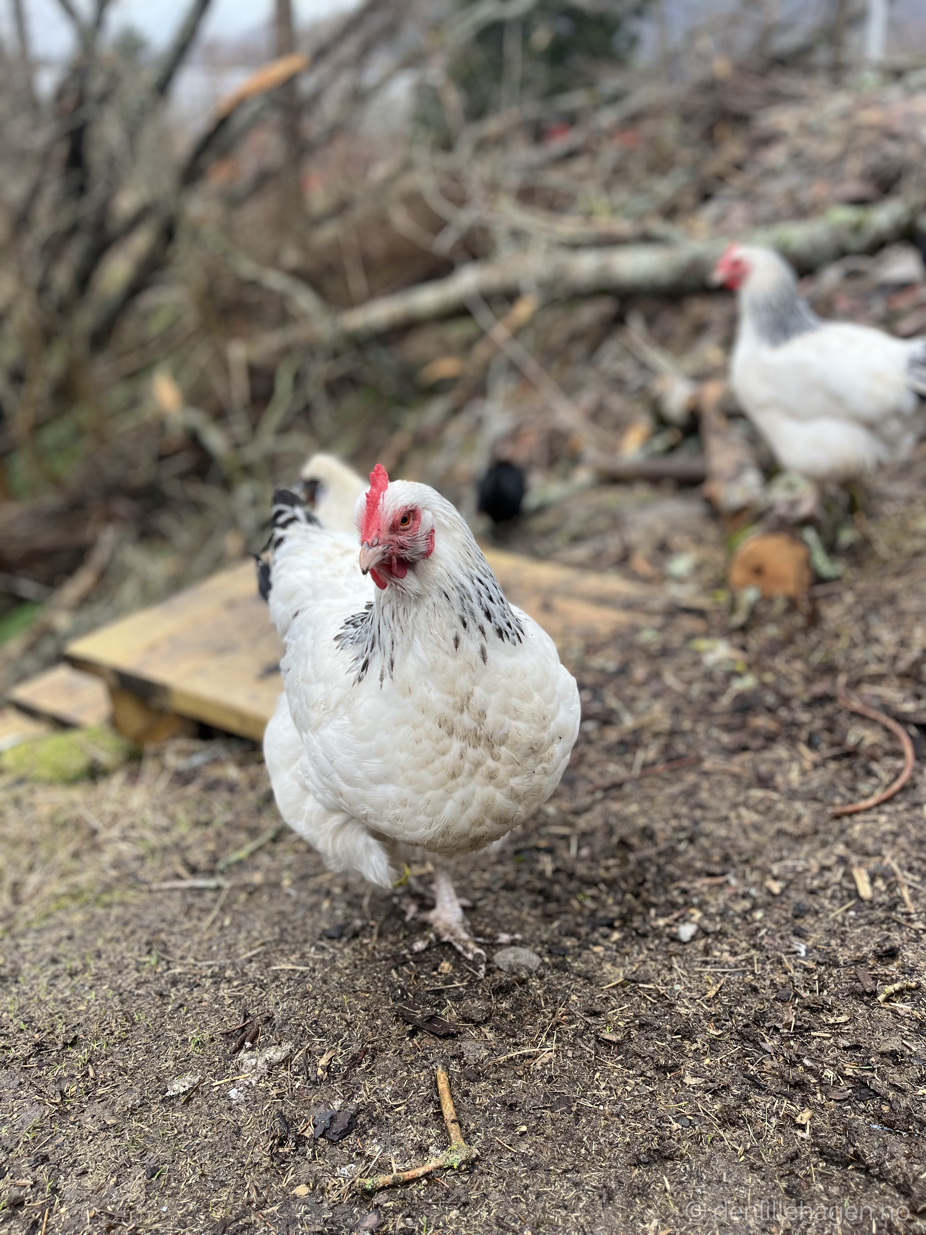 Høner ute på tur