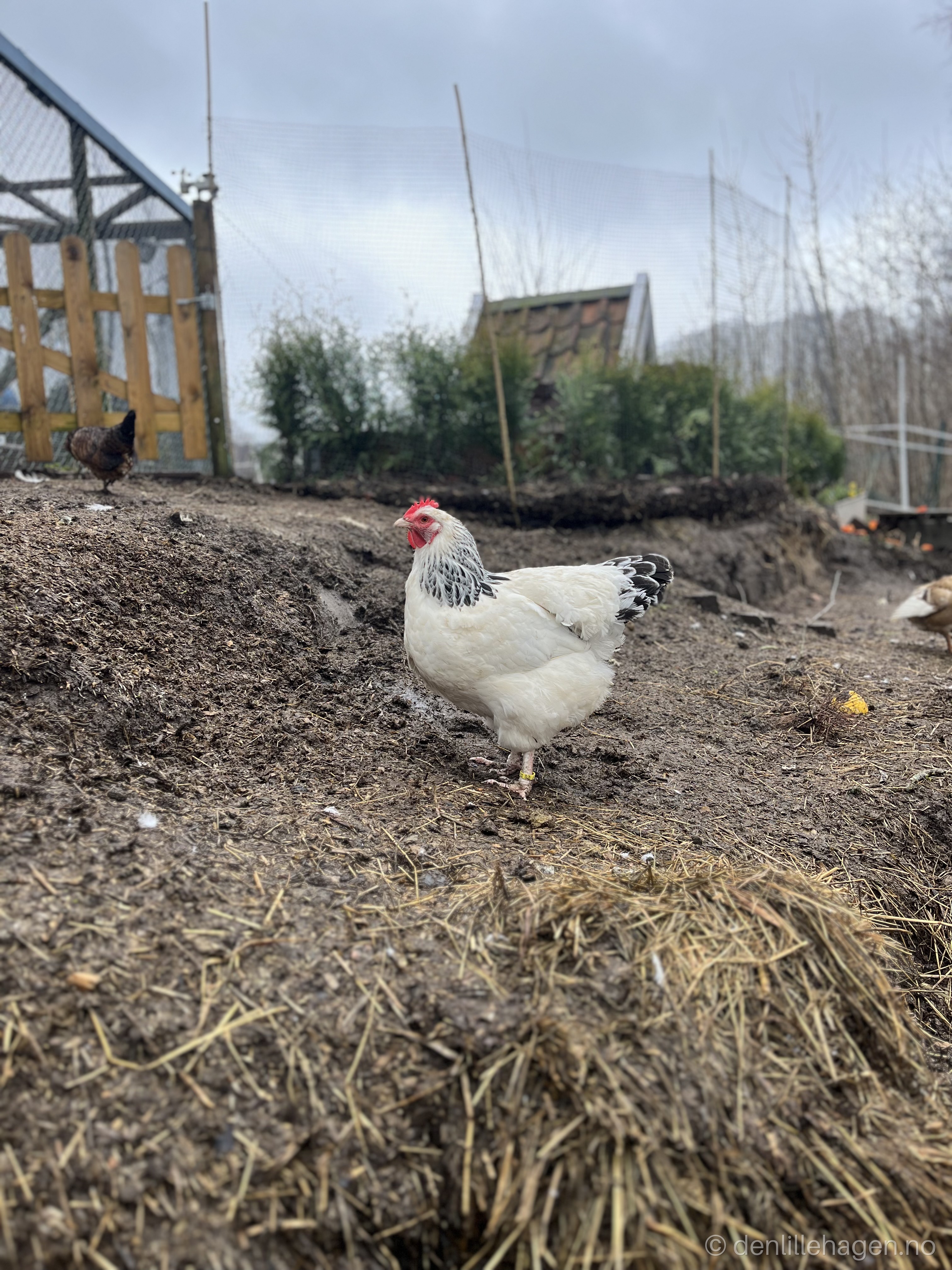 Høner ute på tur