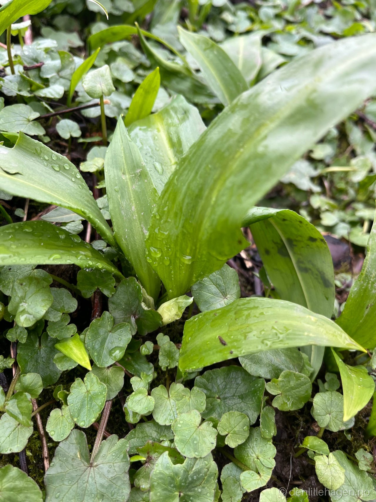 Ramsløk🌿 fra den lille hagen 🌱