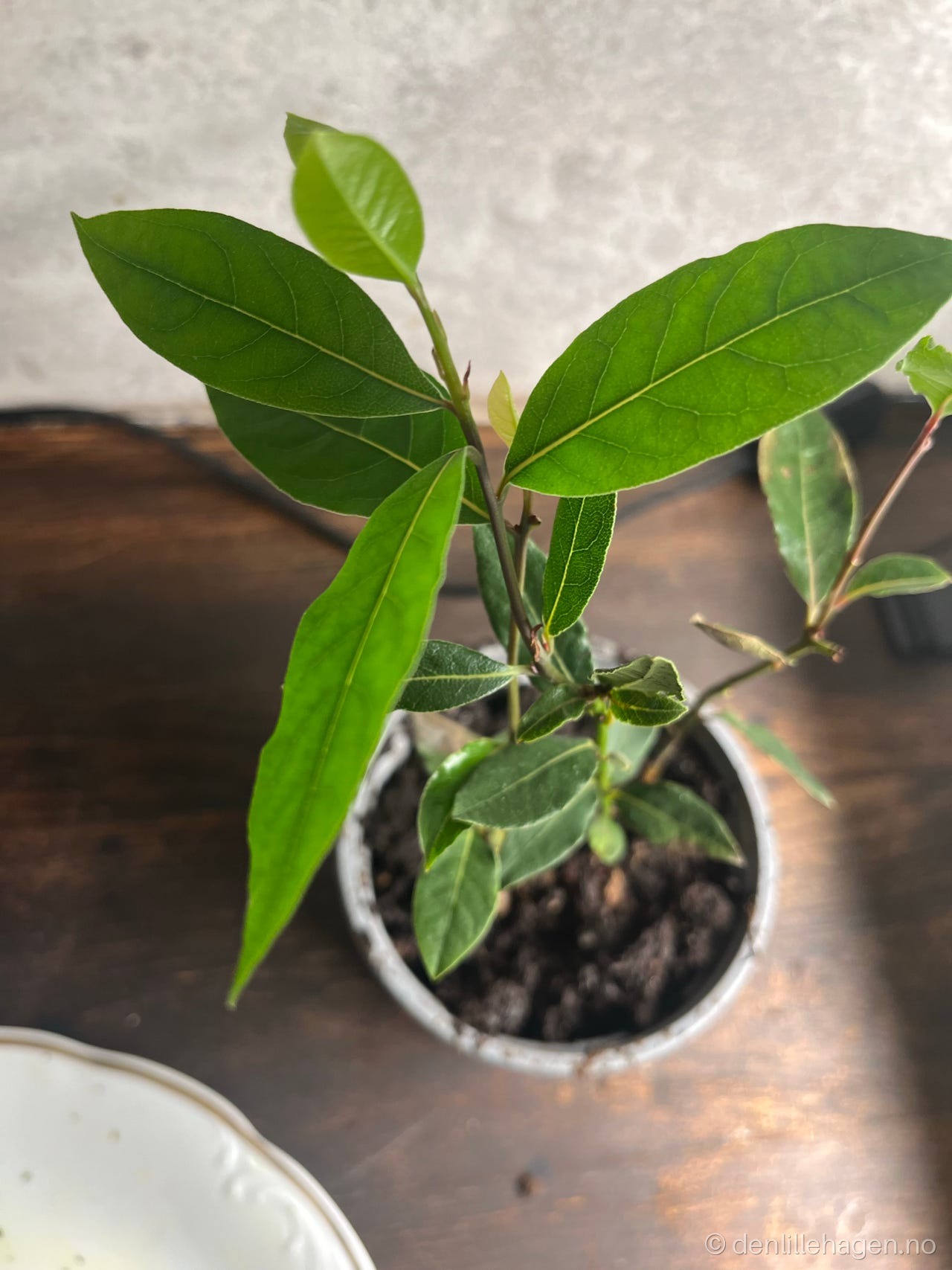 Laurbærblad plante 🌱