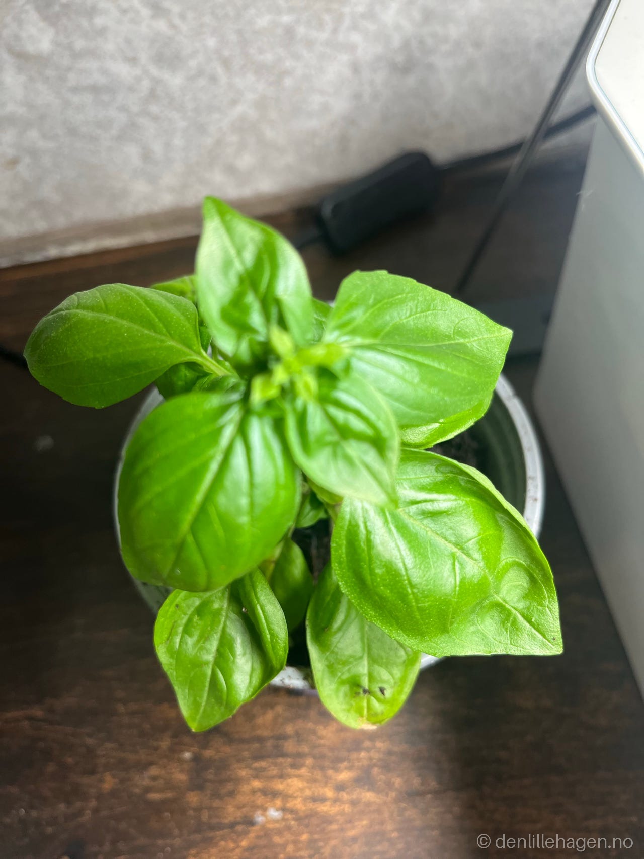 Basilikum planter 🌿