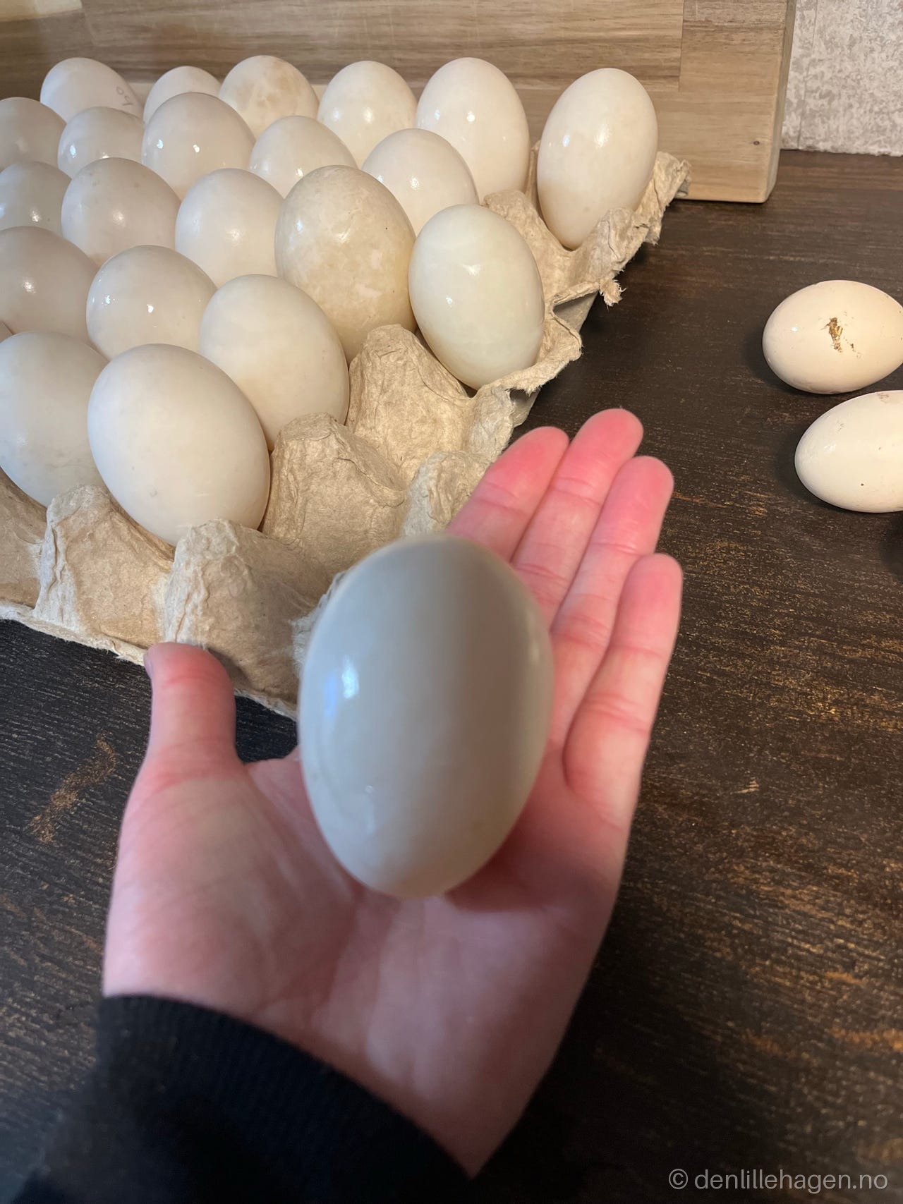 Andeegg 🦆 mat-egg 🥚