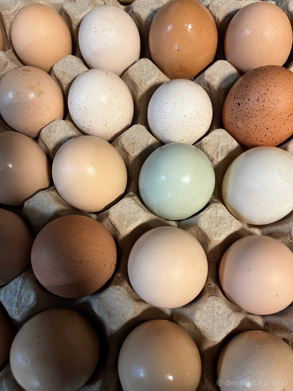 Eventyr egg-rugeegg-fargeleggere💕🐣🪺🥚