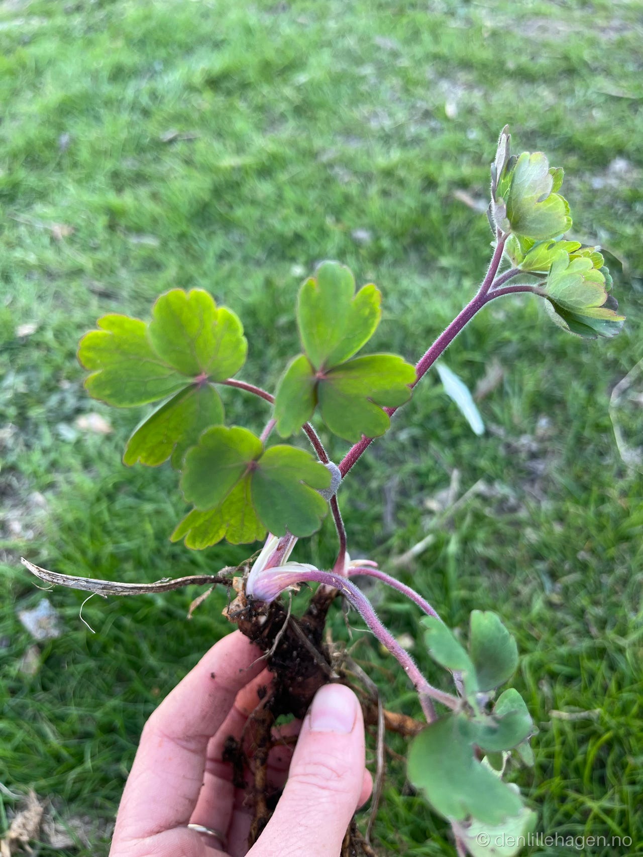 Akeleie 🌸 staude🌿