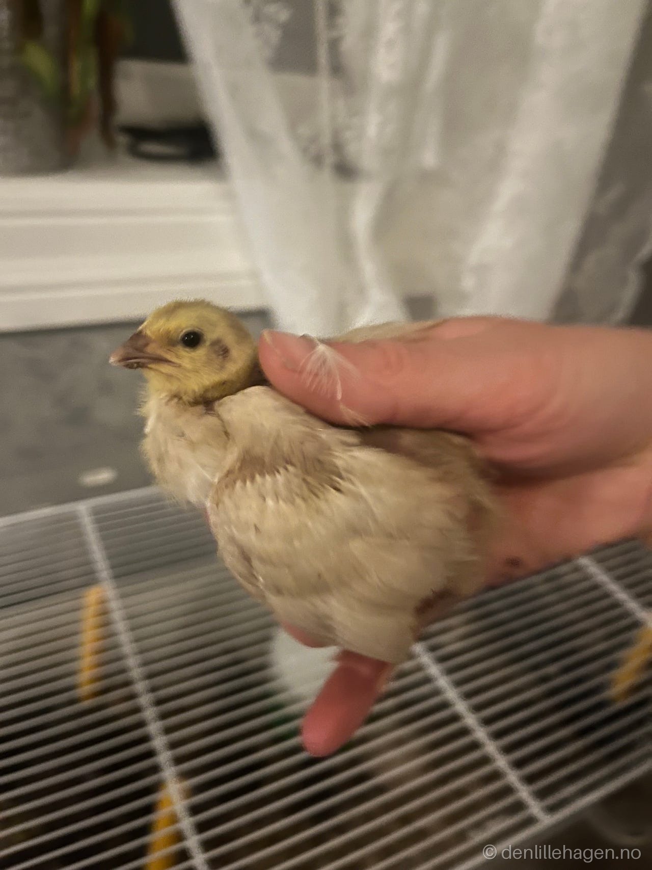 Vaktler,høner og ender 🐓ruges ut på bestilling🐣