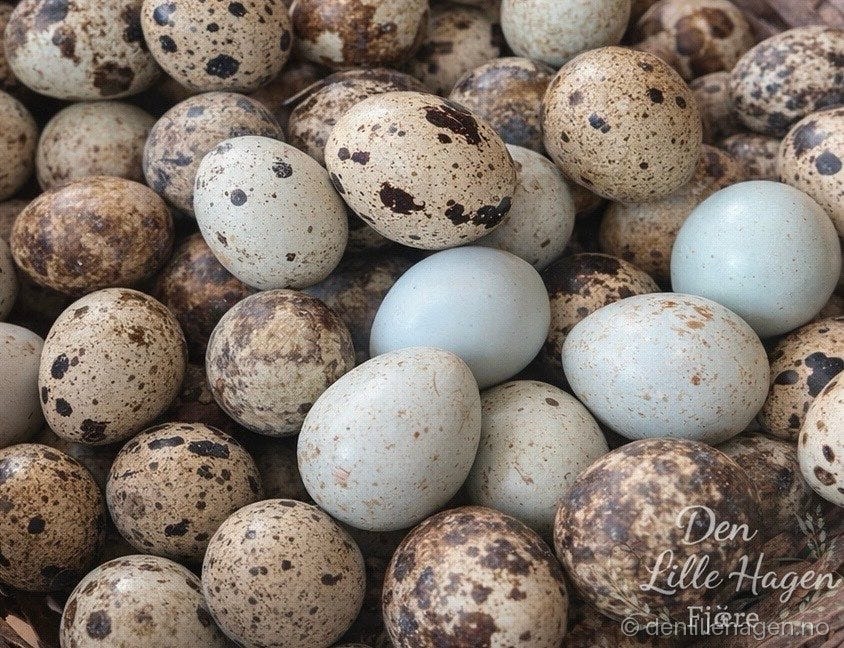 Vaktel-mategg🪺🥚12egg-45kr🐦 ⬛🌸